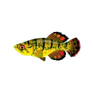 Camo Kilifish